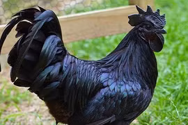 Giống gà quái lạ, cả máu lẫn nội tạng đều đen sì