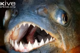 Dân Anh phát sốt khi ác quỷ ăn thịt xuất hiện