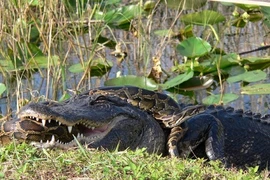 Điểm mặt các trận chiến động vật ác liệt nhất