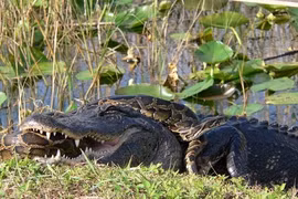 Điểm mặt các trận chiến động vật ác liệt nhất