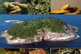 Kinh hoàng đảo rắn độc bậc nhất thế giới