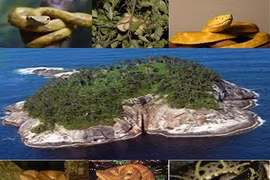 Kinh hoàng đảo rắn độc bậc nhất thế giới