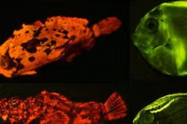 Ánh sáng vô hình động vật dùng hút bạn tình