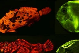 Ánh sáng vô hình động vật dùng hút bạn tình