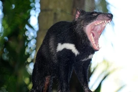 Rắn cây nâu và sở thích tấn công trẻ sơ sinh khi ngủ