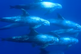 Điểm danh những loài cá heo đáng sợ nhất