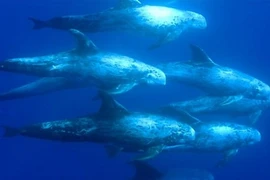 Điểm danh những loài cá heo đáng sợ nhất