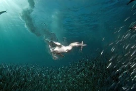 Màn săn mồi đẳng cấp của ó biển