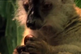 Thói “nghiện” chất độc đáng sợ của động vật