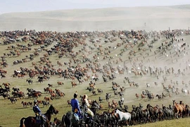 Choáng ngợp hàng nghìn chiến mã bay trên đồng cỏ