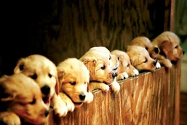 Ly hôn vì… chó!