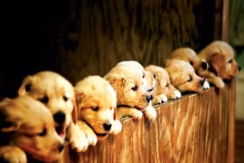 Ly hôn vì… chó!