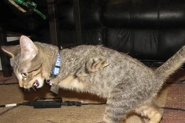 Gặp gỡ chúa tể T-Rex thật phiên bản tí hon