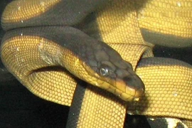 Rắn biển uống nước ở đâu?