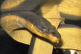 Rắn biển uống nước ở đâu?