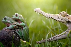 Ảnh động vật tuần: Hãi hùng cá sấu săn mồi