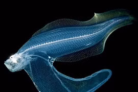 Hình ảnh ma quái của sinh vật biển trong đêm