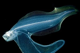 Hình ảnh ma quái của sinh vật biển trong đêm