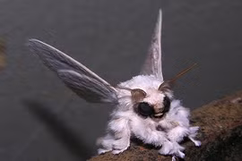 Điểm mặt những “quái vật” của tự nhiên 