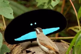 Chết cười với những chiêu cưa cẩm của động vật