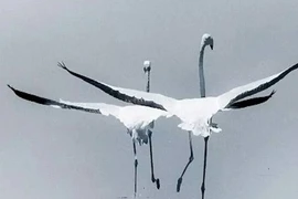 “Đàn ông sợ người vợ sau“