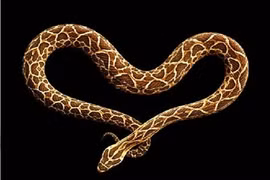 Chiêm ngưỡng các tác phẩm tuyệt đẹp tạo nên từ rắn