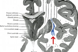 Não người có thể bật tắt như công tắc?