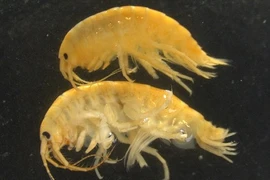 Hãi hùng tôm ác quỷ xâm lấn nước Anh