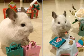 Chú sóc “idol” làm dân mạng chết mê chết mệt