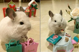 Chú sóc “idol” làm dân mạng chết mê chết mệt