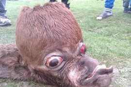 Hình dáng quái dị đến khó tin của ngựa