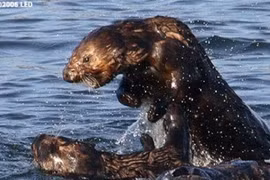 Những kiểu hành xử ngược đời đáng sợ của động vật