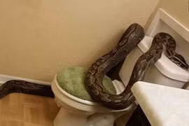 Rợn người gặp quái trăn dài gần 4m trong nhà tắm