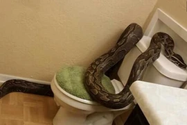 Rợn người gặp quái trăn dài gần 4m trong nhà tắm