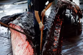 Tàn nhẫn cảnh mổ xẻ cá voi be bét máu