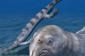 Sửng sốt với loài có hàng trăm răng nhọn như kim 