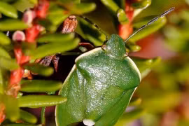 Anh: Những sinh vật không còn đất sống