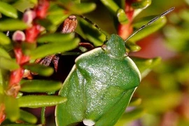 Anh: Những sinh vật không còn đất sống