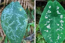 Sự thật gây sốc về khả năng của thực vật