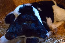 Bê bị biến dạng với hai đầu kỳ quái 