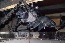 Top đảo bị xâm lấn bởi động vật