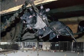 Top đảo bị xâm lấn bởi động vật