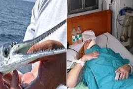Soi loài cá khiến du khách Nga gặp nạn tại Việt Nam