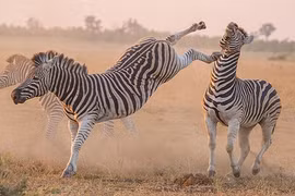 Kịch liệt cảnh ngựa vằn tung cước đấu đá nhau