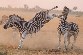 Kịch liệt cảnh ngựa vằn tung cước đấu đá nhau