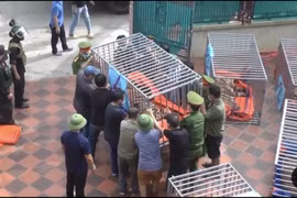 9 cá thể hổ “nương nhờ” Tập đoàn Mường Thanh: Ai trả chi phí?