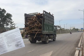 Xe cơi nới thùng, thành lộng hành ở Quảng Ninh: TP Hạ Long cho hoạt động?