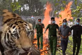 Tin nóng 27/11: Giám đốc buộc ngư dân và thương lái phải nộp phí “bảo kê“