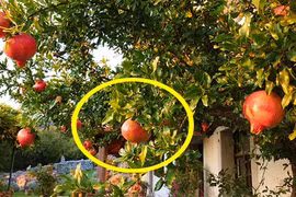 3 cây phong thủy trồng trước nhà giúp gia đình giàu sang, thịnh vượng