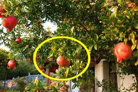 3 cây phong thủy trồng trước nhà giúp gia đình giàu sang, thịnh vượng